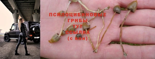 ПСИЛОЦИБИНОВЫЕ ГРИБЫ Гусев