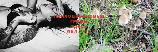 ПСИЛОЦИБИНОВЫЕ ГРИБЫ Гусев
