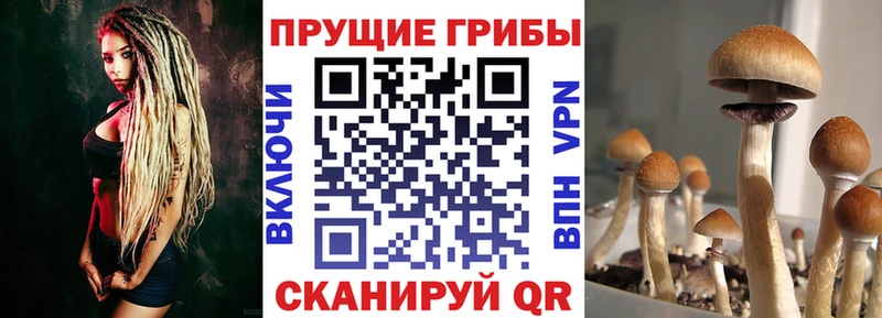 Псилоцибиновые грибы мухоморы  сколько стоит  Дрезна 